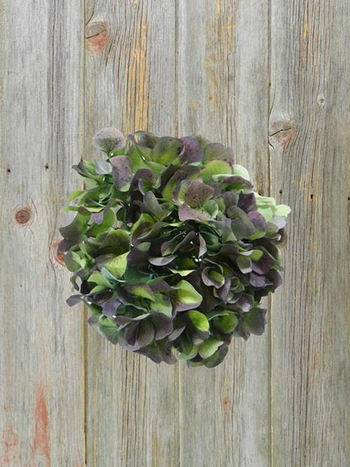 BIG PETAL HULK BLUE-GREEN-PURPLE COLOR HYDRANGEAS